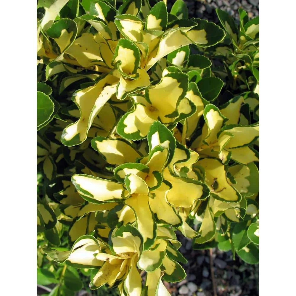 Online Orchards 1 Gal. Silver King Euonymus Shrub Evergreen Leaves with Silvery White Edges 1 Online Orchards 1 Gal. Silver King Euonymus Shrub Evergreen Leaves with Silvery White Edges