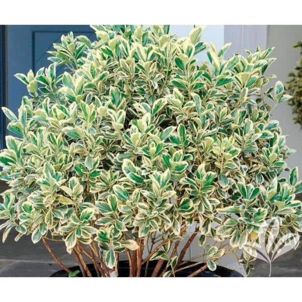 Online Orchards 1 Gal. Silver King Euonymus Shrub Evergreen Leaves with Silvery White Edges 2 Online Orchards 1 Gal. Silver King Euonymus Shrub Evergreen Leaves with Silvery White Edges - Image 2