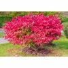 Online Orchards 1 Gal. Dwarf Burning Bush Shrub (2-Pack)