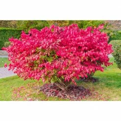 Online Orchards 1 Gal. Dwarf Burning Bush Shrub (2-Pack)