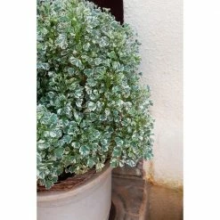 Online Orchards 1 Gal. Emerald Gaiety Euonymus Shrub Silver Trimmed Leaves and Pink Fall Color -Online Orchards store online orchards bushes sbeu005 4f 1000