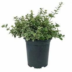 Online Orchards 1 Gal. Emerald Gaiety Euonymus Shrub Silver Trimmed Leaves and Pink Fall Color