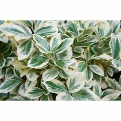 Online Orchards 1 Gal. Emerald Gaiety Euonymus Shrub Silver Trimmed Leaves and Pink Fall Color -Online Orchards store online orchards bushes sbeu005 c3 1000