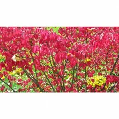Online Orchards 5 Gal. Dwarf Burning Bush Shrub With Compact Fiery Red Fall Color -Online Orchards store online orchards bushes sbeu504 1f 1000