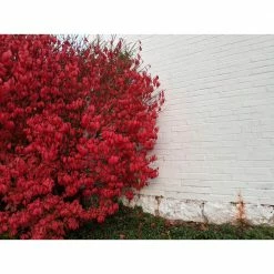 Online Orchards 5 Gal. Dwarf Burning Bush Shrub With Compact Fiery Red Fall Color -Online Orchards store online orchards bushes sbeu504 4f 1000