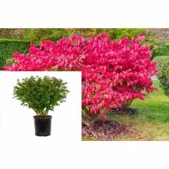 Online Orchards 5 Gal. Dwarf Burning Bush Shrub With Compact Fiery Red Fall Color