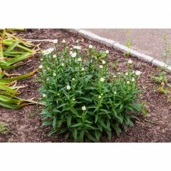 Online Orchards 1 Gal. Snowcap Shasta Daisy Shrub With Massive White Flowers and Yellow Centers 5 Online Orchards 1 Gal. Snowcap Shasta Daisy Shrub With Massive White Flowers and Yellow Centers -Online Orchards store online orchards bushes sbfl001 4f 1000
