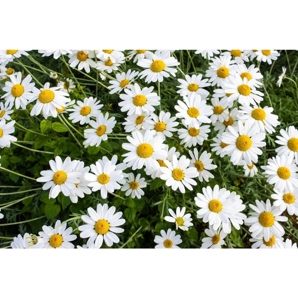 Online Orchards 1 Gal. Snowcap Shasta Daisy Shrub With Massive White Flowers and Yellow Centers 1 Online Orchards 1 Gal. Snowcap Shasta Daisy Shrub With Massive White Flowers and Yellow Centers