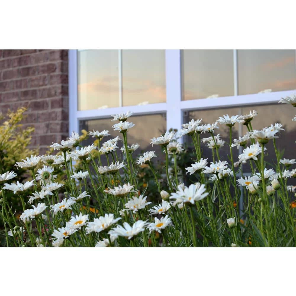 Online Orchards 1 Gal. Snowcap Shasta Daisy Shrub With Massive White Flowers and Yellow Centers 2 Online Orchards 1 Gal. Snowcap Shasta Daisy Shrub With Massive White Flowers and Yellow Centers - Image 2