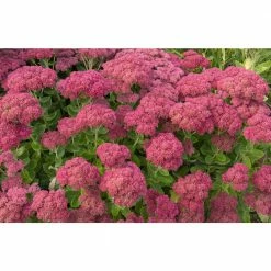 Online Orchards 1 Gal. Autumn Joy Stonecrop Shrub With Large Fall-Blooming Pink Flowers