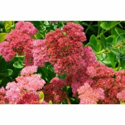 Online Orchards 1 Gal. Autumn Joy Stonecrop Shrub With Large Fall-Blooming Pink Flowers -Online Orchards store online orchards bushes sbfl002 c3 1000