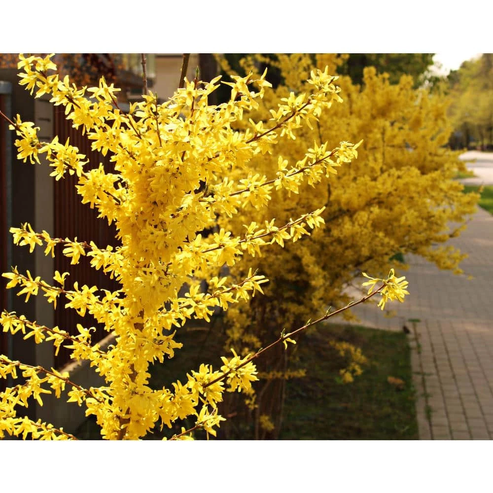 Online Orchards 1 Gal. Lynnwood Gold Forsythia Shrub With Early Electric-Yellow Spring Flowers 1 Online Orchards 1 Gal. Lynnwood Gold Forsythia Shrub With Early Electric-Yellow Spring Flowers