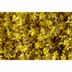 Online Orchards 1 Gal. Lynnwood Gold Forsythia Shrub With Early Electric-Yellow Spring Flowers 5 Online Orchards 1 Gal. Lynnwood Gold Forsythia Shrub With Early Electric-Yellow Spring Flowers -Online Orchards store online orchards bushes sbfo001 c3 1000