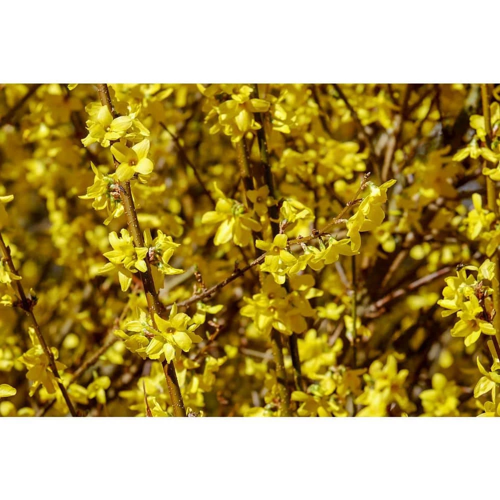 Online Orchards 1 Gal. Lynnwood Gold Forsythia Shrub With Early Electric-Yellow Spring Flowers 3 Online Orchards 1 Gal. Lynnwood Gold Forsythia Shrub With Early Electric-Yellow Spring Flowers - Image 3