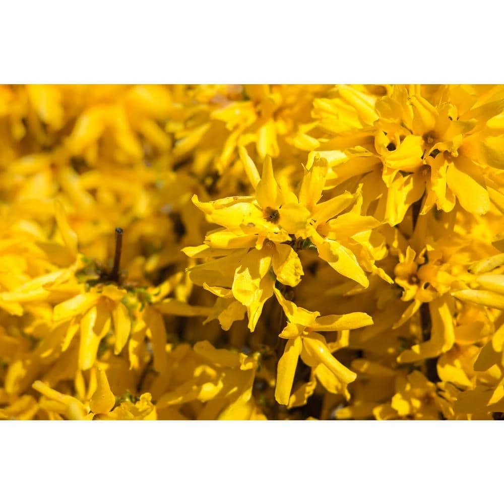 Online Orchards 1 Gal. Lynnwood Gold Forsythia Shrub With Early Electric-Yellow Spring Flowers 2 Online Orchards 1 Gal. Lynnwood Gold Forsythia Shrub With Early Electric-Yellow Spring Flowers - Image 2