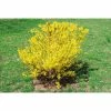 Online Orchards 1 Gal. Show Off Forsythia Shrub With Bright Honey-Yellow Flowers and Dwarfing Form