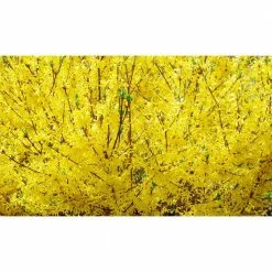 Online Orchards 1 Gal. Show Off Forsythia Shrub With Bright Honey-Yellow Flowers and Dwarfing Form -Online Orchards store online orchards bushes sbfo002 c3 1000