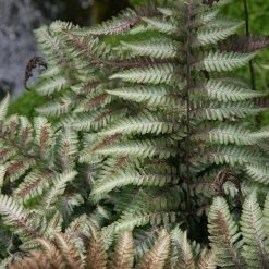 Online Orchards 1 Gal. Metallicum Japanese Painted Fern Silver Edges Give Way to a Dark Green Frond inside -Online Orchards store online orchards bushes sbfr001 44 1000