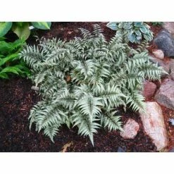 Online Orchards 1 Gal. Metallicum Japanese Painted Fern Silver Edges Give Way to a Dark Green Frond inside -Online Orchards store online orchards bushes sbfr001 4f 1000
