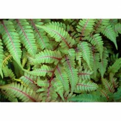 Online Orchards 1 Gal. Metallicum Japanese Painted Fern Silver Edges Give Way to a Dark Green Frond inside