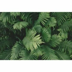 Online Orchards 1 Gal. Male Fern Shrub Excellent Lowgrowing and Shade Loving Perennial -Online Orchards store online orchards bushes sbfr002 44 1000