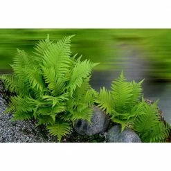 Online Orchards 1 Gal. Male Fern Shrub Excellent Lowgrowing and Shade Loving Perennial -Online Orchards store online orchards bushes sbfr002 4f 1000