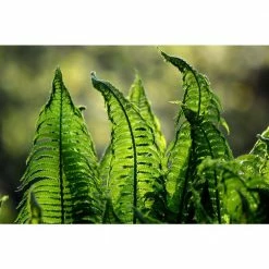 Online Orchards 1 Gal. Male Fern Shrub Excellent Lowgrowing and Shade Loving Perennial