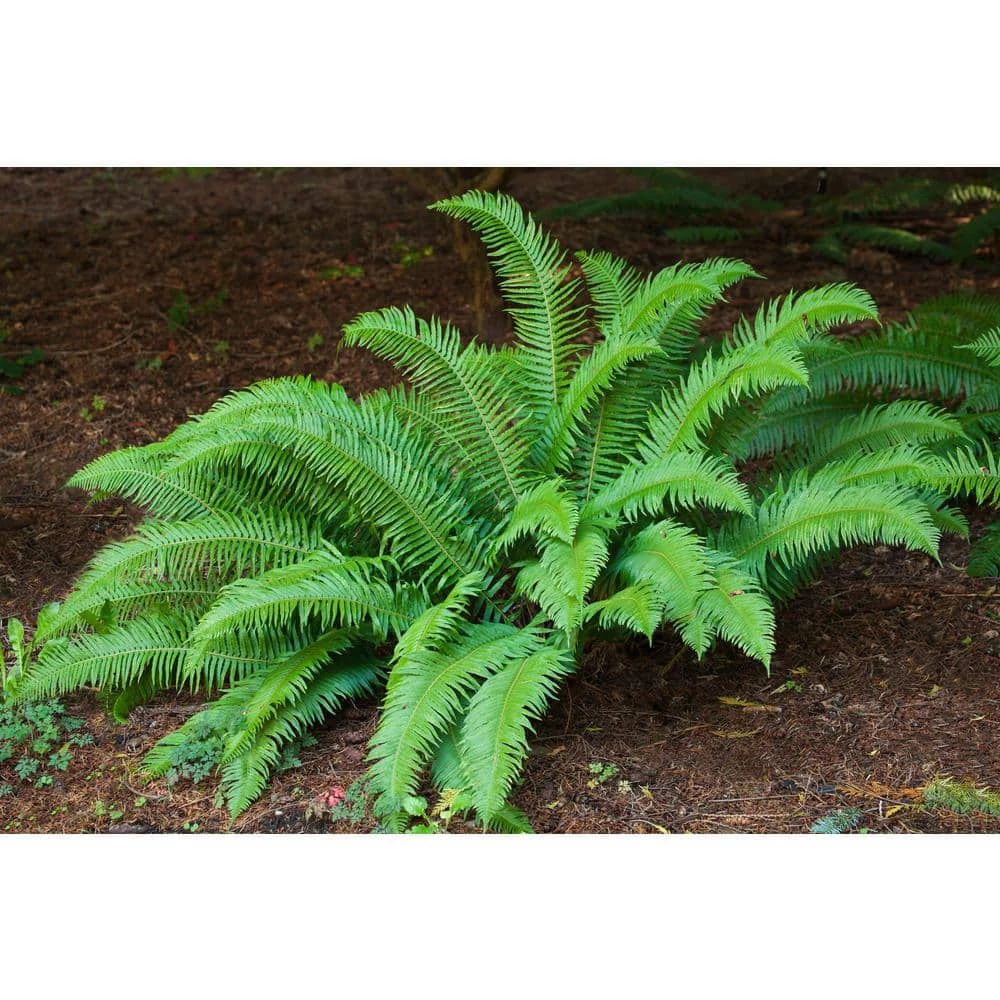 Online Orchards 1 Gal. Sword Fern Shrub With Long Soft Fronds Great for Heavy Shade 1 Online Orchards 1 Gal. Sword Fern Shrub With Long Soft Fronds Great for Heavy Shade