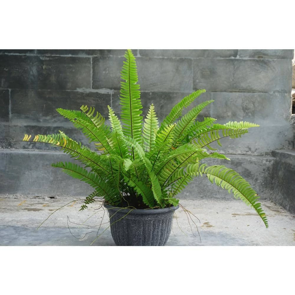 Online Orchards 1 Gal. Sword Fern Shrub With Long Soft Fronds Great for Heavy Shade 2 Online Orchards 1 Gal. Sword Fern Shrub With Long Soft Fronds Great for Heavy Shade - Image 2