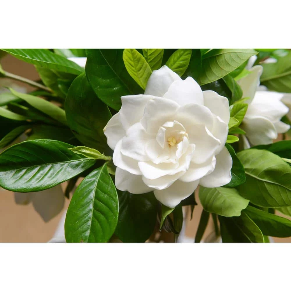 Online Orchards 1 gal. Buttons Gardenia Flowering Shrub with Large Fragrant White Blooms and Glossy Dark Green Leaves (2-Pack) 1 Online Orchards 1 gal. Buttons Gardenia Flowering Shrub with Large Fragrant White Blooms and Glossy Dark Green Leaves (2-Pack)
