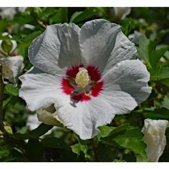 Online Orchards 1 Gal. Red Heart Rose of Sharon Hibiscus Shrub Exotic Pure White Blossoms with a Colorful Red Splash -Online Orchards store online orchards bushes sbhb002 1f 1000