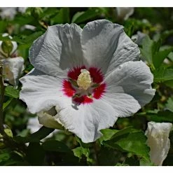 Online Orchards 1 Gal. Red Heart Rose of Sharon Hibiscus Shrub Exotic Pure White Blossoms with a Colorful Red Splash -Online Orchards store online orchards bushes sbhb002 4f 1000