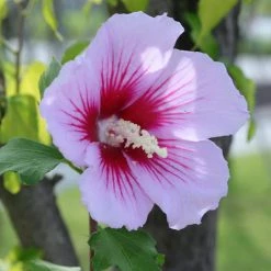 Online Orchards 1 Gal. Red Heart Rose of Sharon Hibiscus Shrub Exotic Pure White Blossoms with a Colorful Red Splash