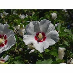 Online Orchards 1 Gal. Red Heart Rose of Sharon Hibiscus Shrub Exotic Pure White Blossoms with a Colorful Red Splash -Online Orchards store online orchards bushes sbhb002 fa 1000