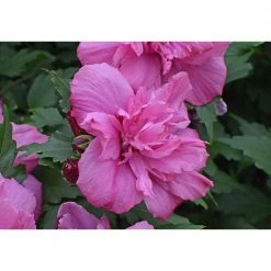 Online Orchards 1 Gal. Lucy Rose of Sharon Hibiscus Shrub Unique Ruffled Pink Flowers, Among the Toughest Flowering Shrubs -Online Orchards store online orchards bushes sbhb003 1f 1000