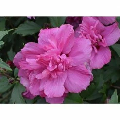 Online Orchards 1 Gal. Lucy Rose of Sharon Hibiscus Shrub Unique Ruffled Pink Flowers, Among the Toughest Flowering Shrubs -Online Orchards store online orchards bushes sbhb003 44 1000