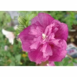 Online Orchards 1 Gal. Lucy Rose of Sharon Hibiscus Shrub Unique Ruffled Pink Flowers, Among the Toughest Flowering Shrubs -Online Orchards store online orchards bushes sbhb003 4f 1000