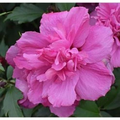 Online Orchards 1 Gal. Lucy Rose of Sharon Hibiscus Shrub Unique Ruffled Pink Flowers, Among the Toughest Flowering Shrubs