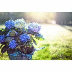 Online Orchards 1 Gal. Let's Dance Rhythmic Blue Hydrangea Shrub Reblooming Skyblue Flowers -Online Orchards store online orchards bushes sbhd001 1f 1000