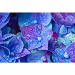Online Orchards 1 Gal. Let's Dance Rhythmic Blue Hydrangea Shrub Reblooming Skyblue Flowers -Online Orchards store online orchards bushes sbhd001 4f 1000