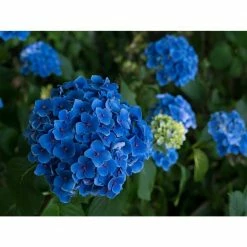 Online Orchards 1 Gal. Let's Dance Rhythmic Blue Hydrangea Shrub Reblooming Skyblue Flowers