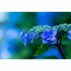 Online Orchards 1 Gal. Let's Dance Rhythmic Blue Hydrangea Shrub Reblooming Skyblue Flowers -Online Orchards store online orchards bushes sbhd001 c3 1000