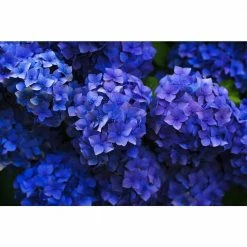 Online Orchards 1 Gal. Let's Dance Rhythmic Blue Hydrangea Shrub Reblooming Skyblue Flowers -Online Orchards store online orchards bushes sbhd001 fa 1000