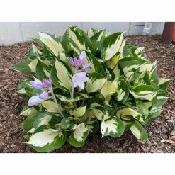 Online Orchards 1 gal. Loyalist Hosta Shrub with Pure White Leaf Centers and Creamy White Flowers (2-Pack)