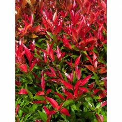 Online Orchards 1 Gal. Firepower Heavenly Bamboo Shrub With Fiery Red Foliage (2-Pack)