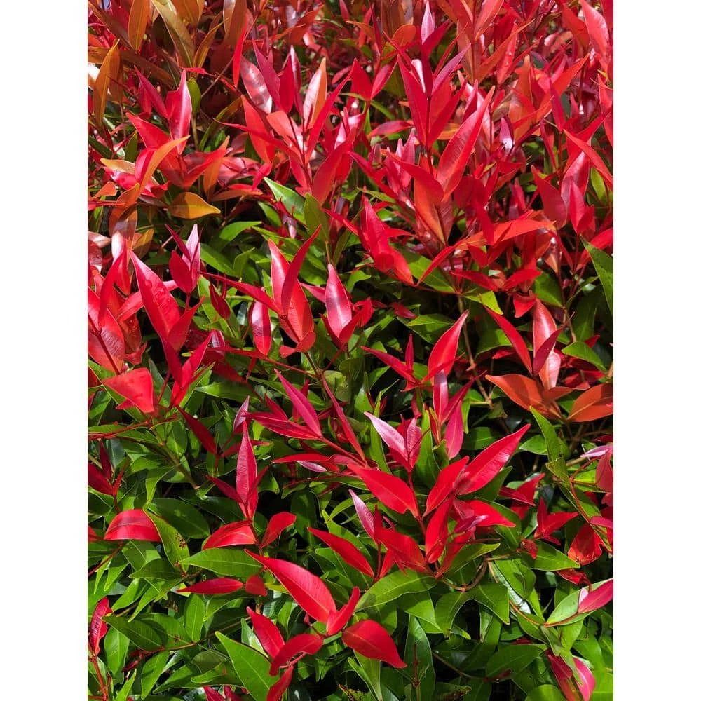 Online Orchards 1 Gal. Firepower Heavenly Bamboo Shrub With Fiery Red Foliage (2-Pack) 1 Online Orchards 1 Gal. Firepower Heavenly Bamboo Shrub With Fiery Red Foliage (2-Pack)