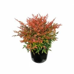 Online Orchards 1 Gal. Gulf Stream Heavenly Bamboo Flowering Shrub With Long White Flowers and Multi-Colored Rich Red Foliage (2-Pack)