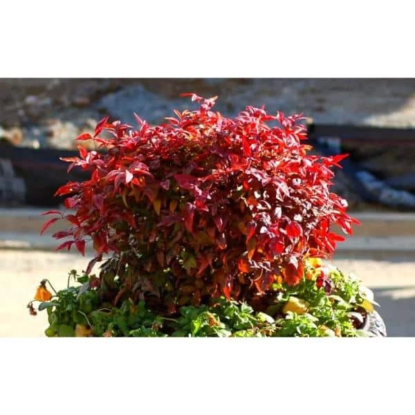 Online Orchards 1 Gal. Firepower Heavenly Bamboo Shrub With Fiery Red Foliage (2-Pack) 2 Online Orchards 1 Gal. Firepower Heavenly Bamboo Shrub With Fiery Red Foliage (2-Pack) - Image 2