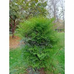 Online Orchards 1 gal. Lemon Lime Heavenly Bamboo Shrub with Stunning Lemon Yellow New Growth That Matures Lime Green (2-Pack)