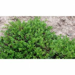 Online Orchards 1 gal. Massachusetts Bearberry Kinnikinnick Shrub with Very Cold Hardy Bell Shaped Flowers and Red Berries (2-Pack)